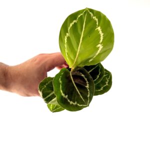 Calathea roseopicta green