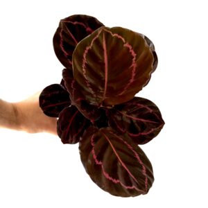 Calathea Dottie