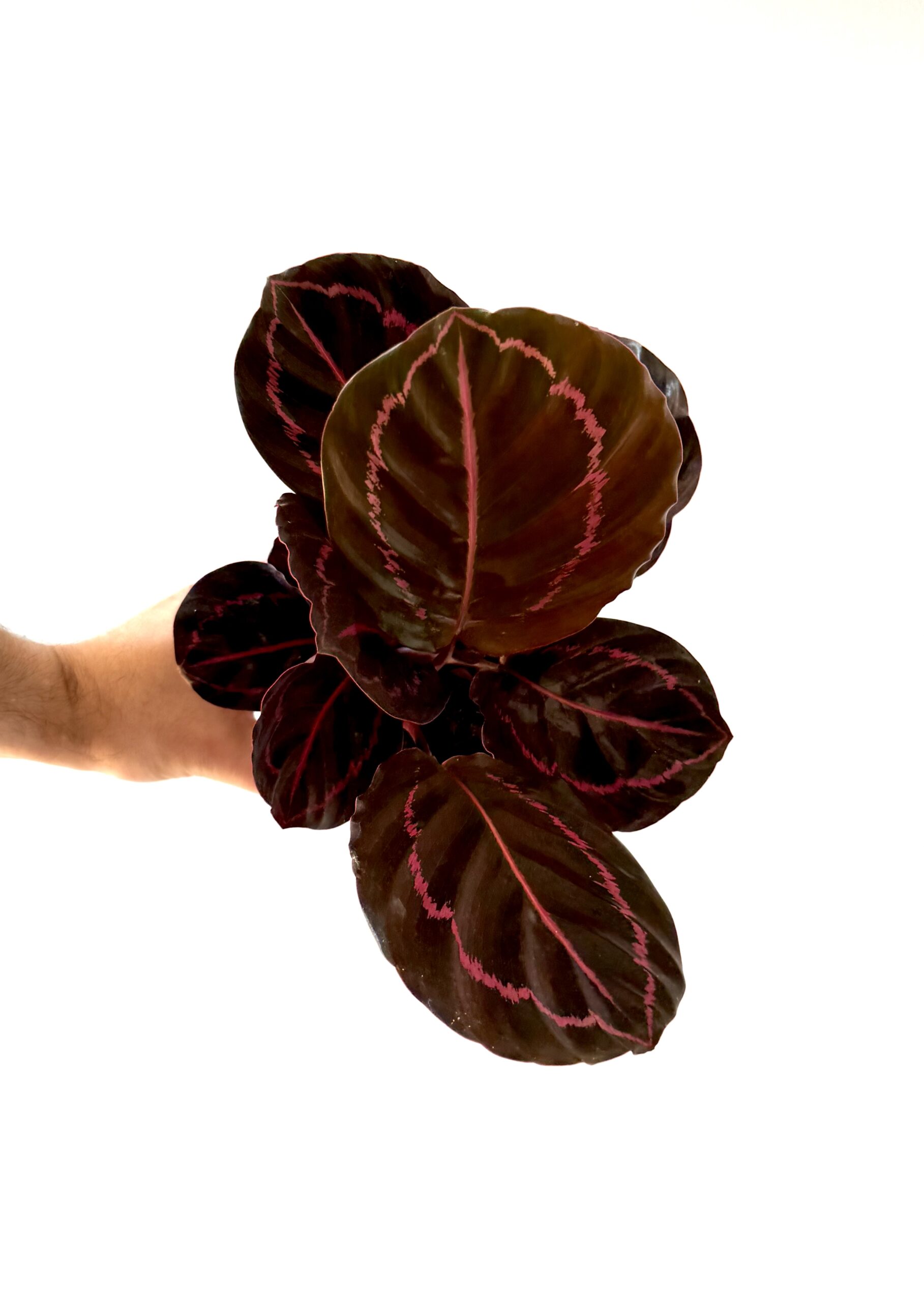 Calathea Dottie