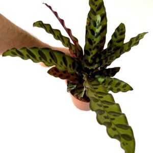 Calathea lancifolia