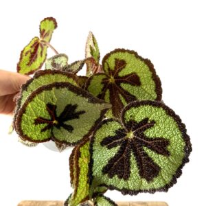 Begonia Masionana