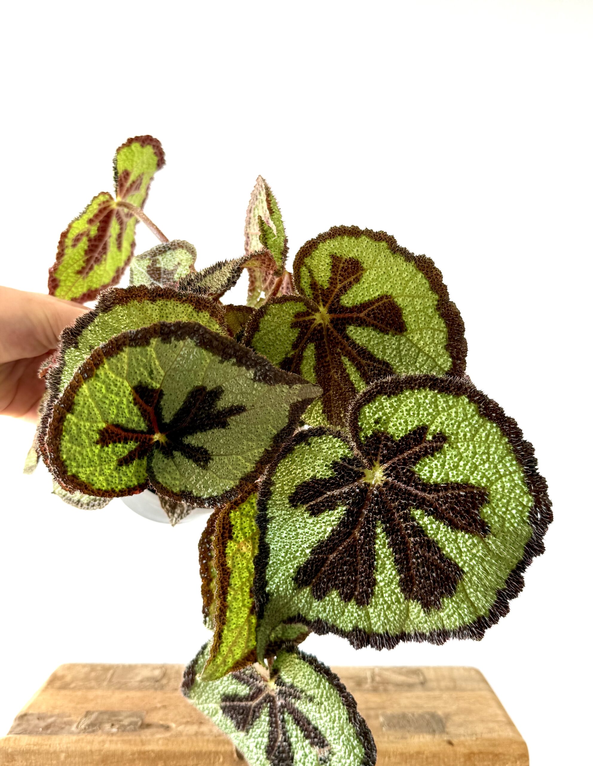 Begonia Masionana