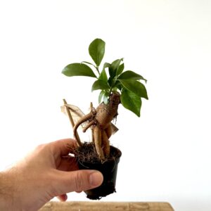 Ficus Ginseng