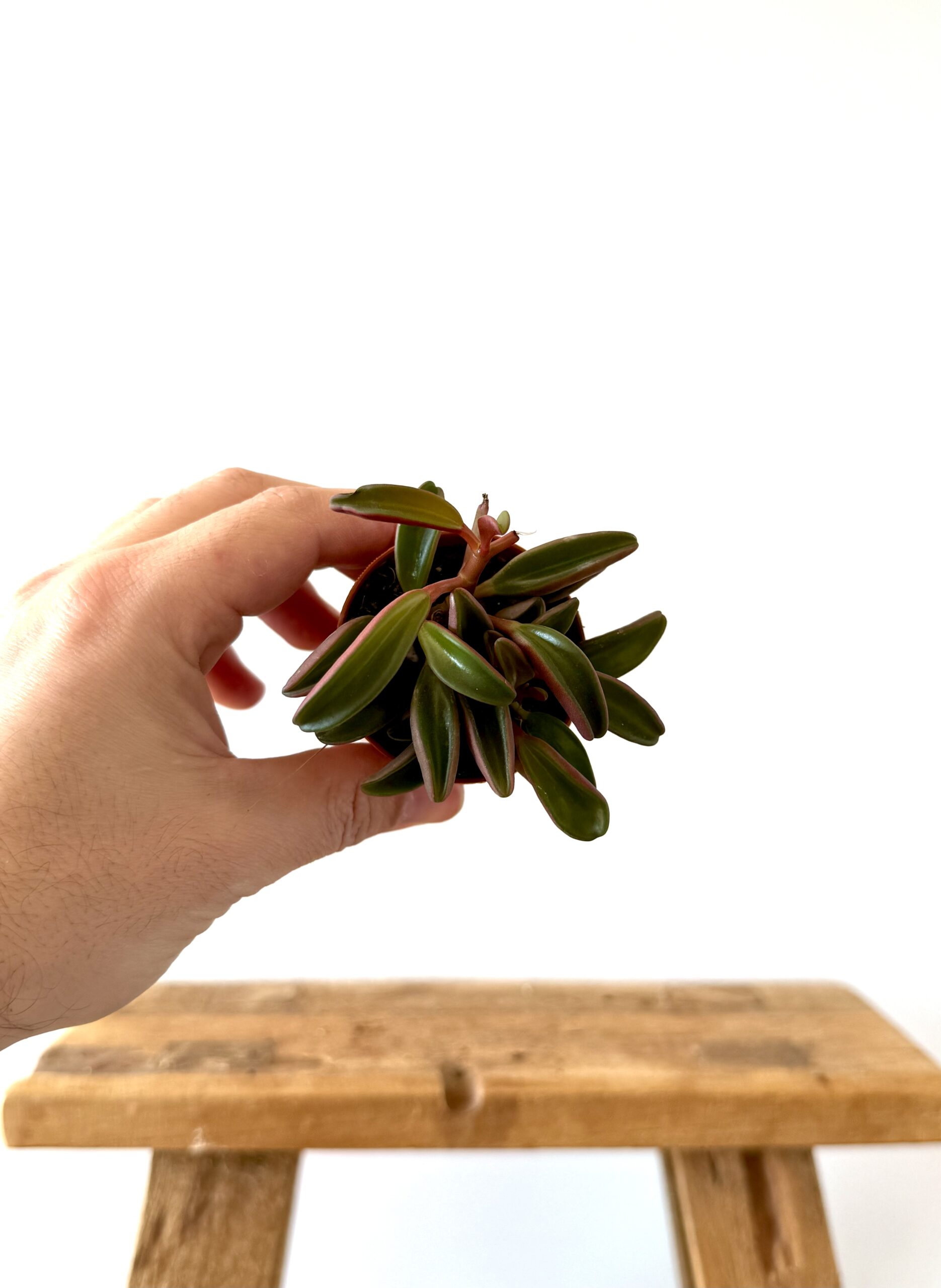 Peperomia Graveolens