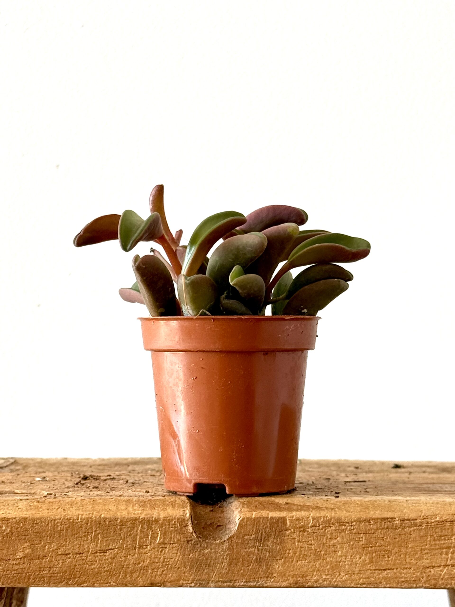 Peperomia Graveolens - Imagen 2