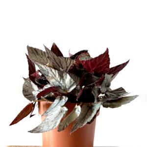 Begonia Artic Breeze
