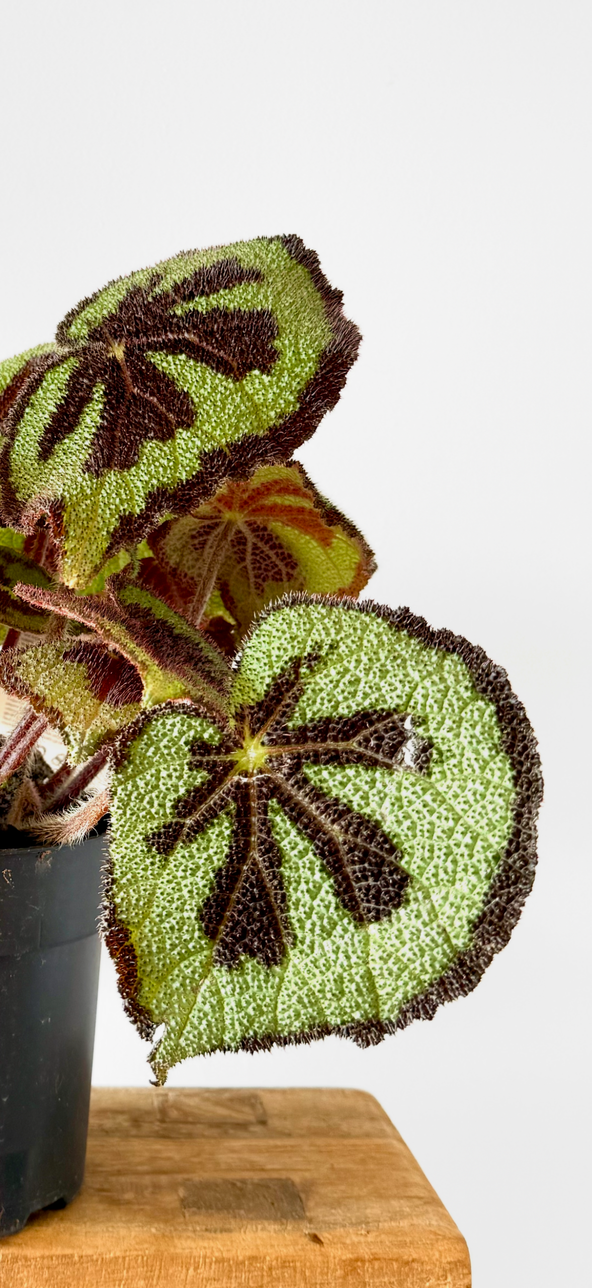 Begonia Masionana - Imagen 2
