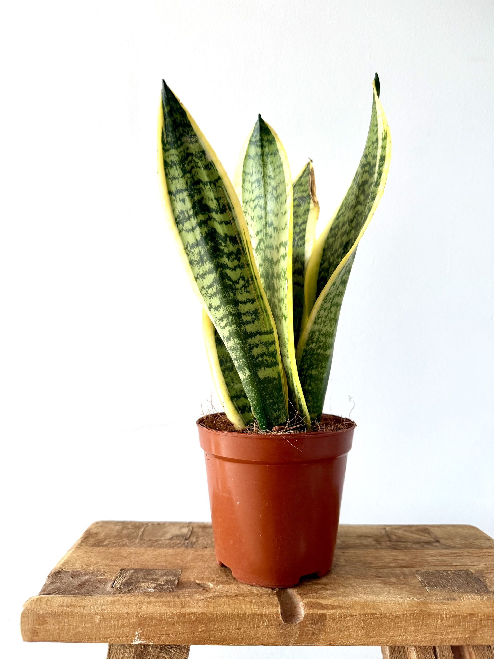 Sansevieria trifasciata Laurentii