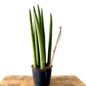Sansevieria Cylindrica Straight