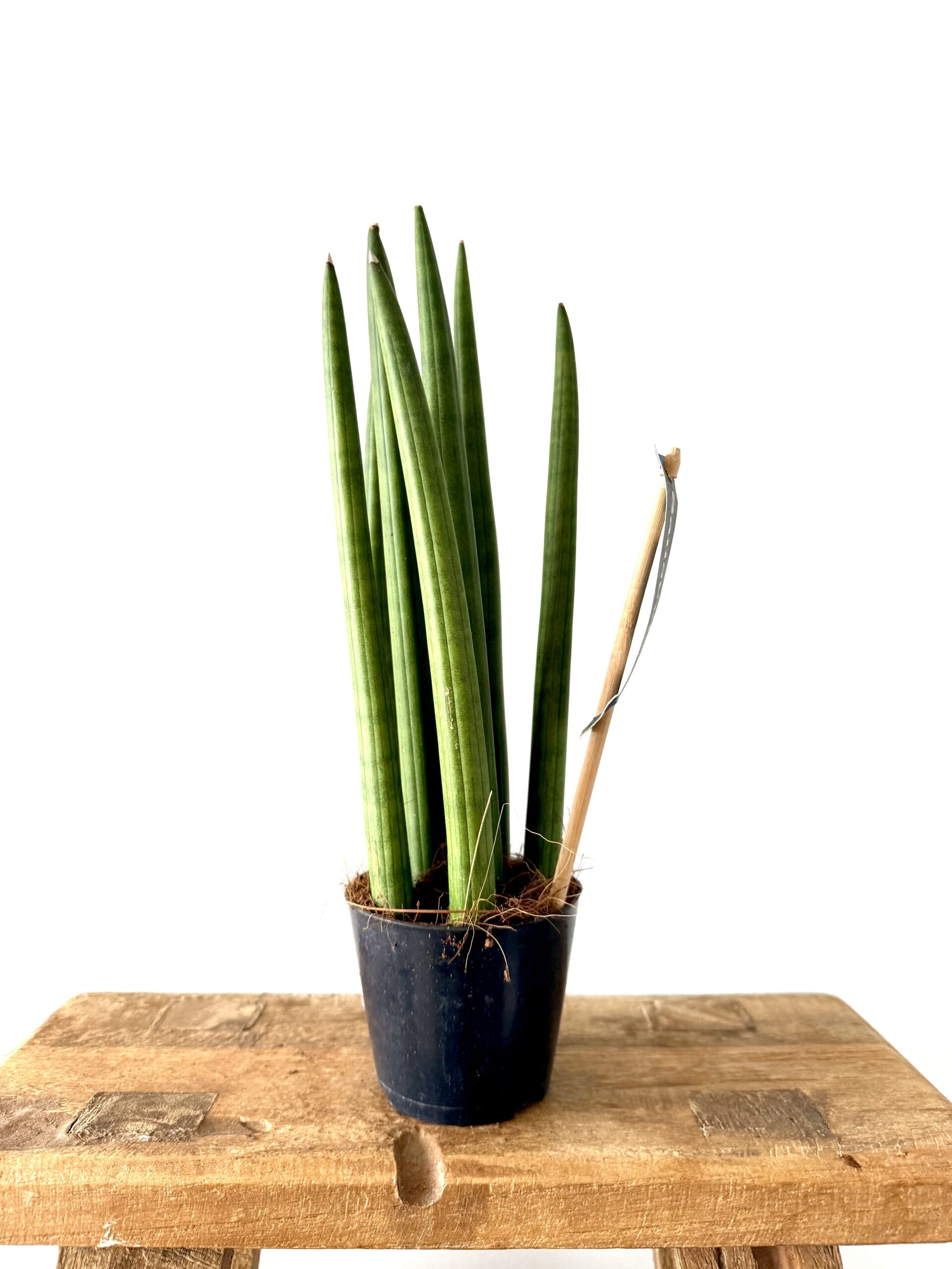Sansevieria Cylindrica Straight