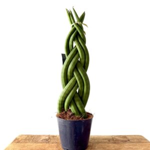 Sansevieria Cylindrica trenzada