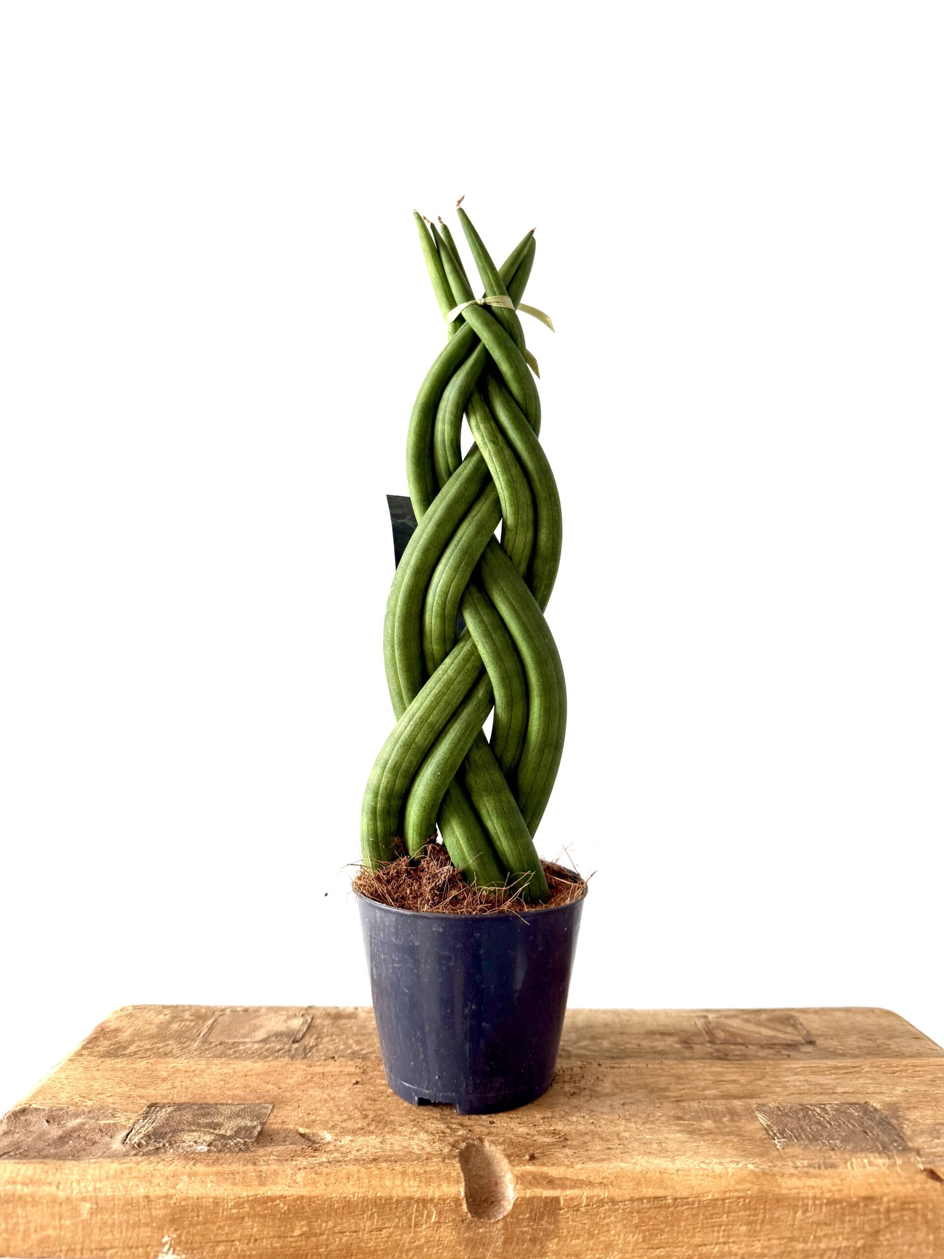 Sansevieria Cylindrica trenzada