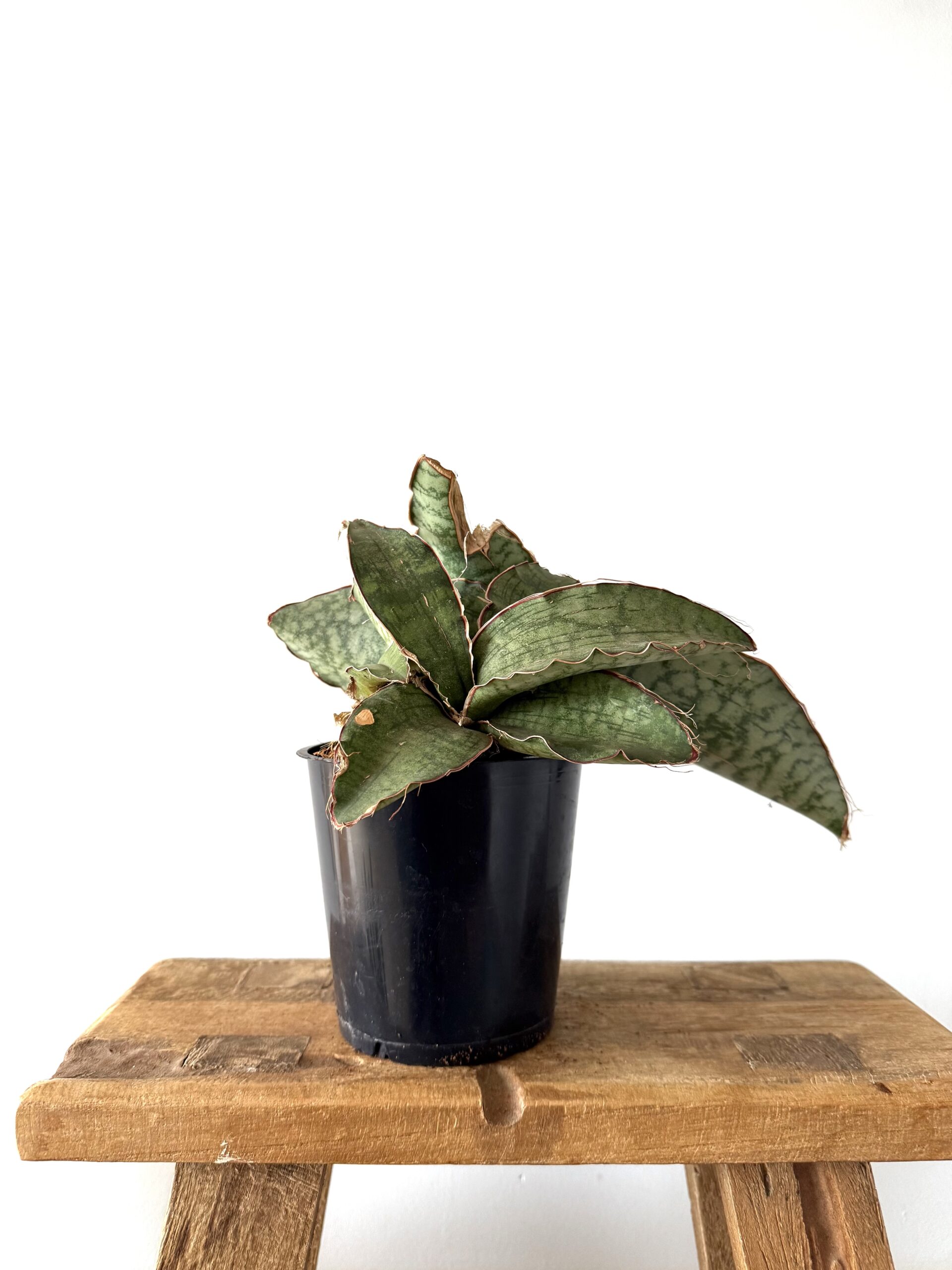 Sansevieria Green Canyon