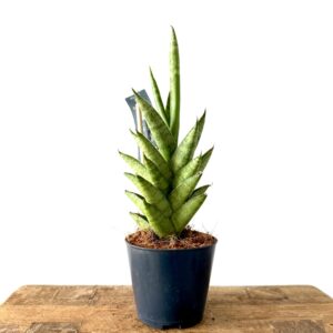 Sansevieria Magnificent