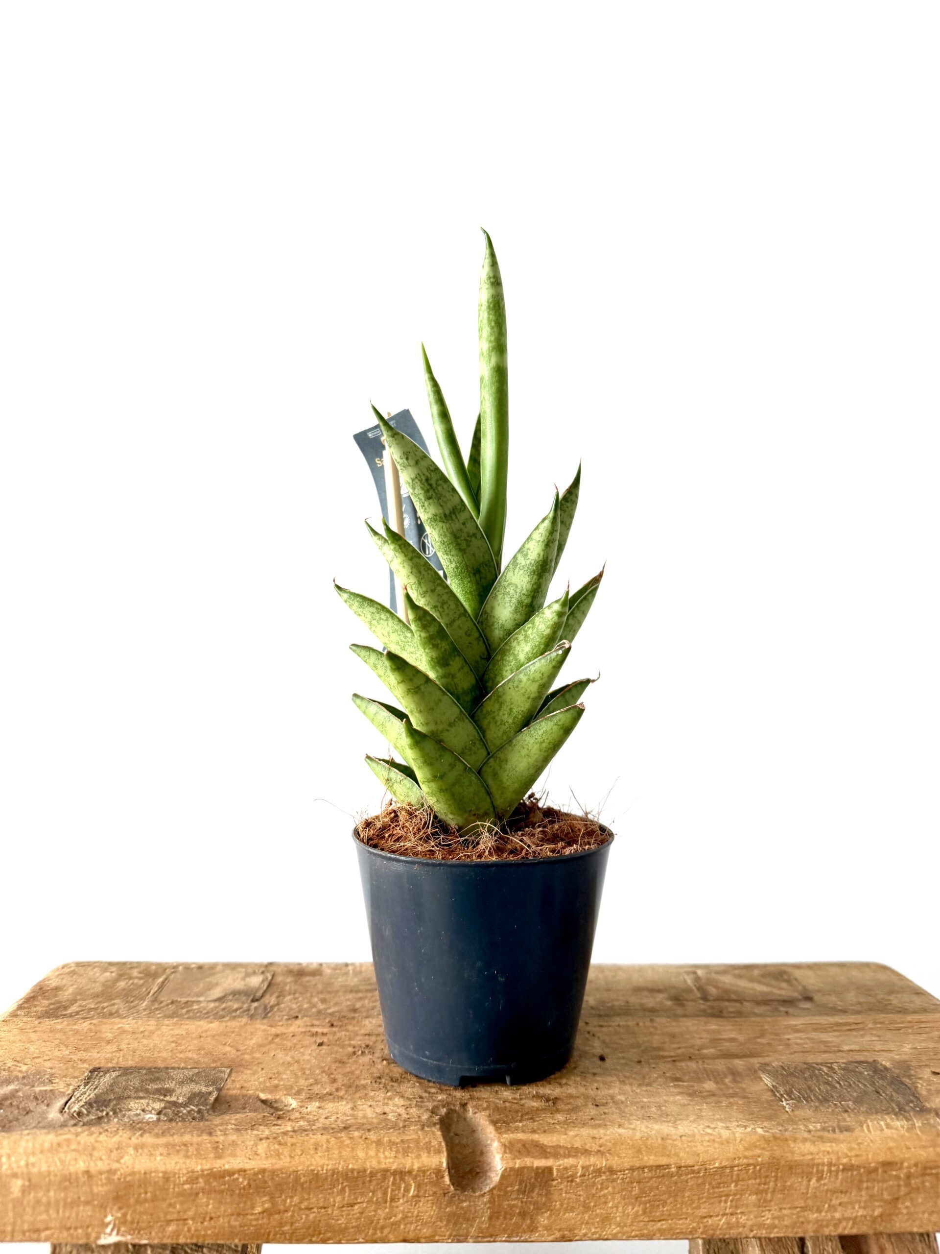 Sansevieria Magnificent