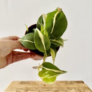 Philodendron Rio