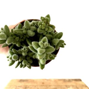 Delosperma Echinatum