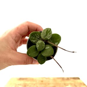 Hoya Mathilde Splash