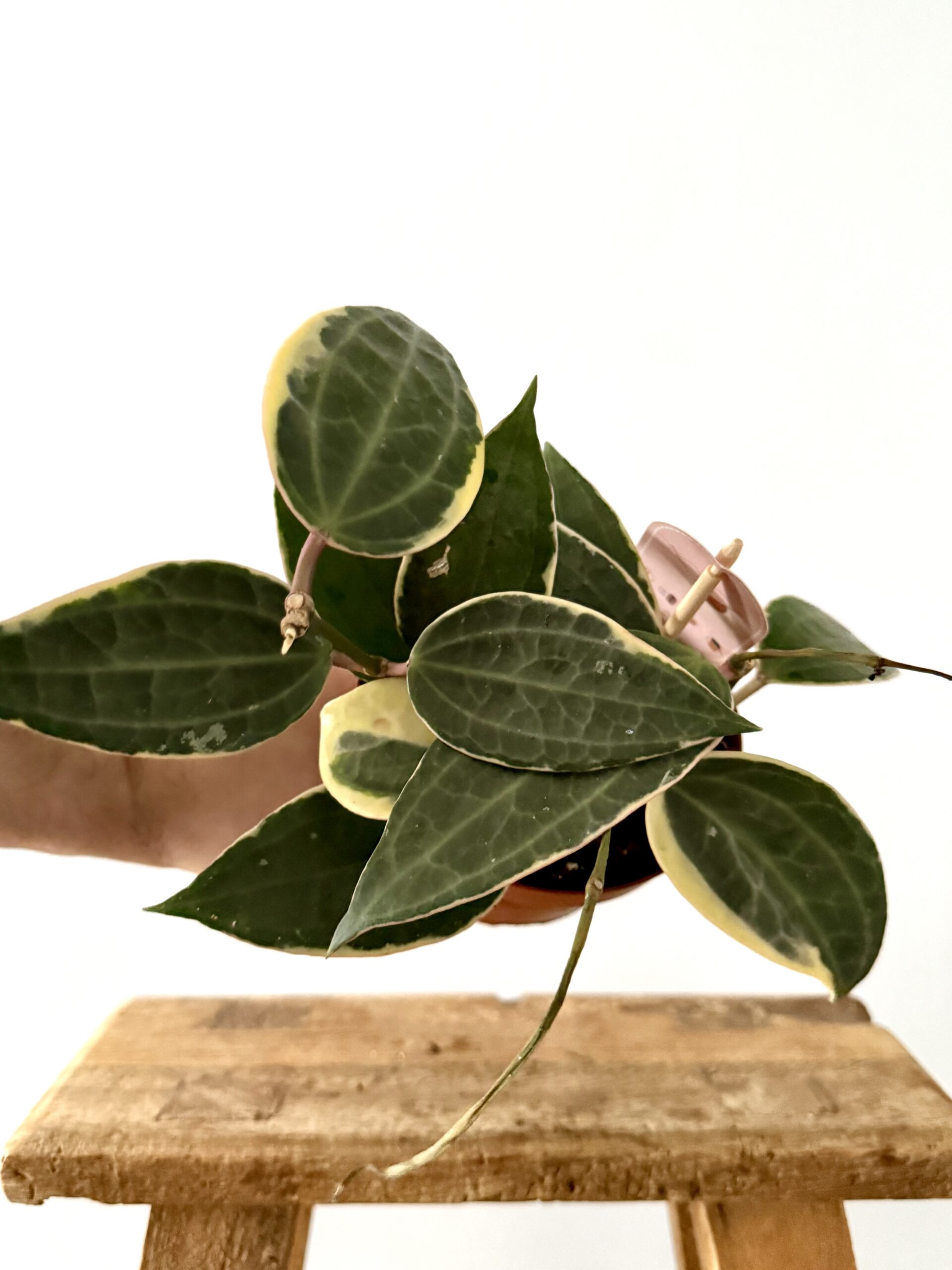 Hoya Latifolia Albomarginata