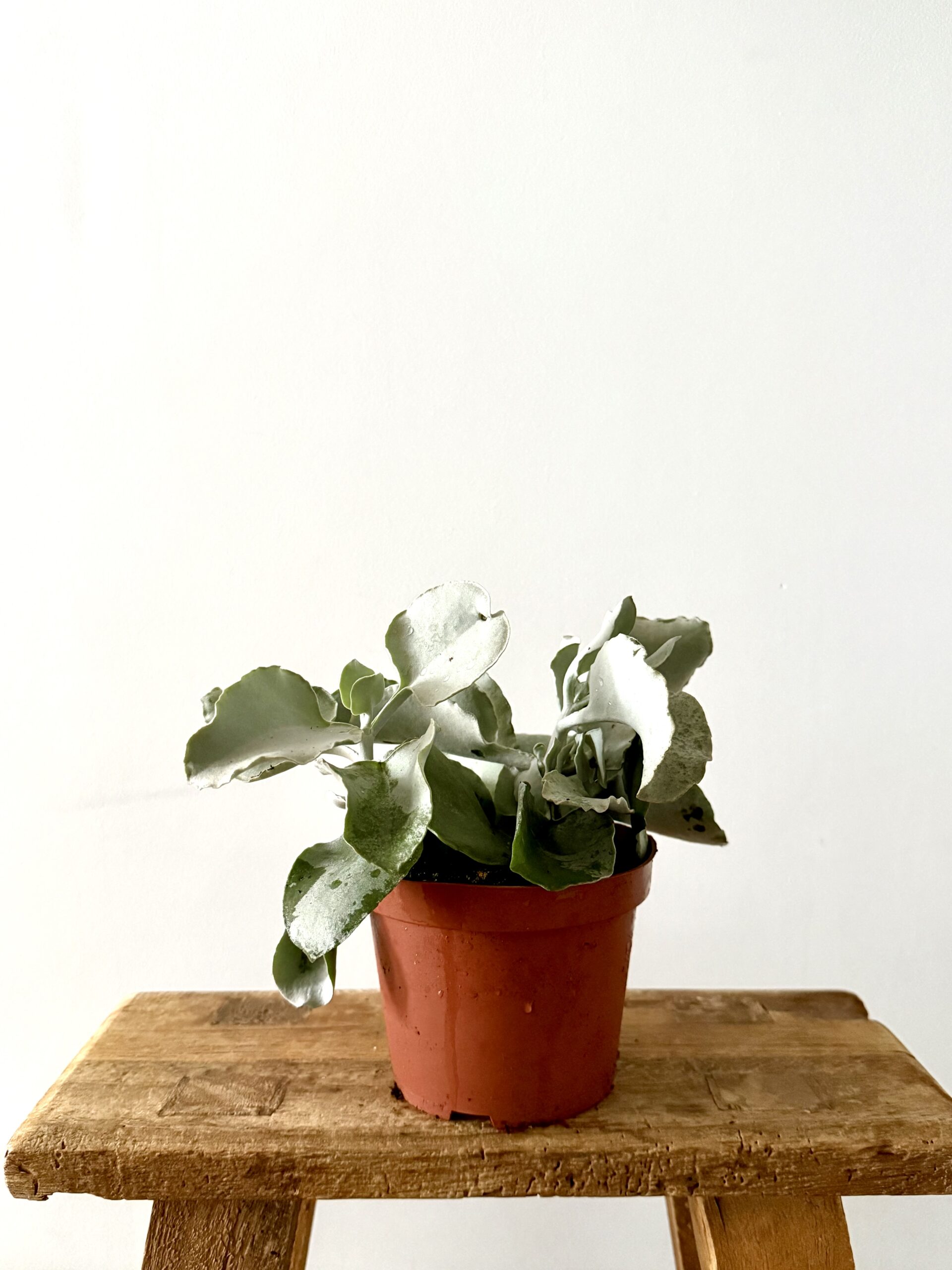 Kalanchoe Sexagularis - Imagen 2