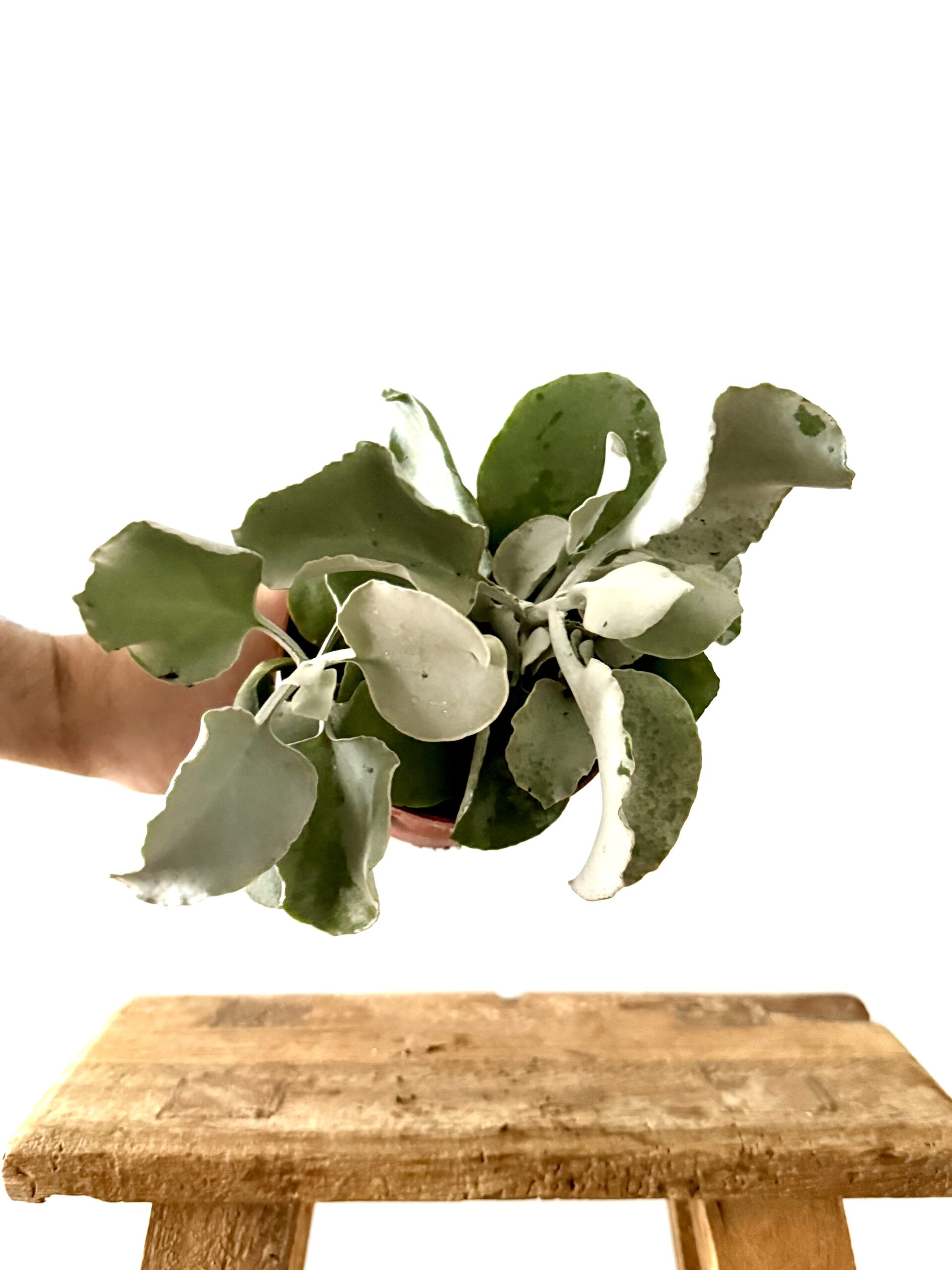 Kalanchoe Sexagularis