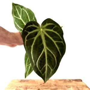 Anthurium Christallinum
