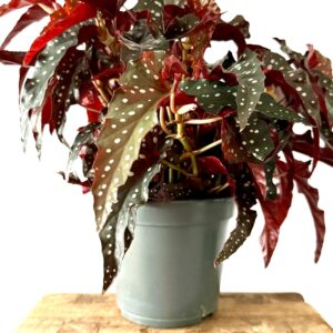 Begonia Black Forest