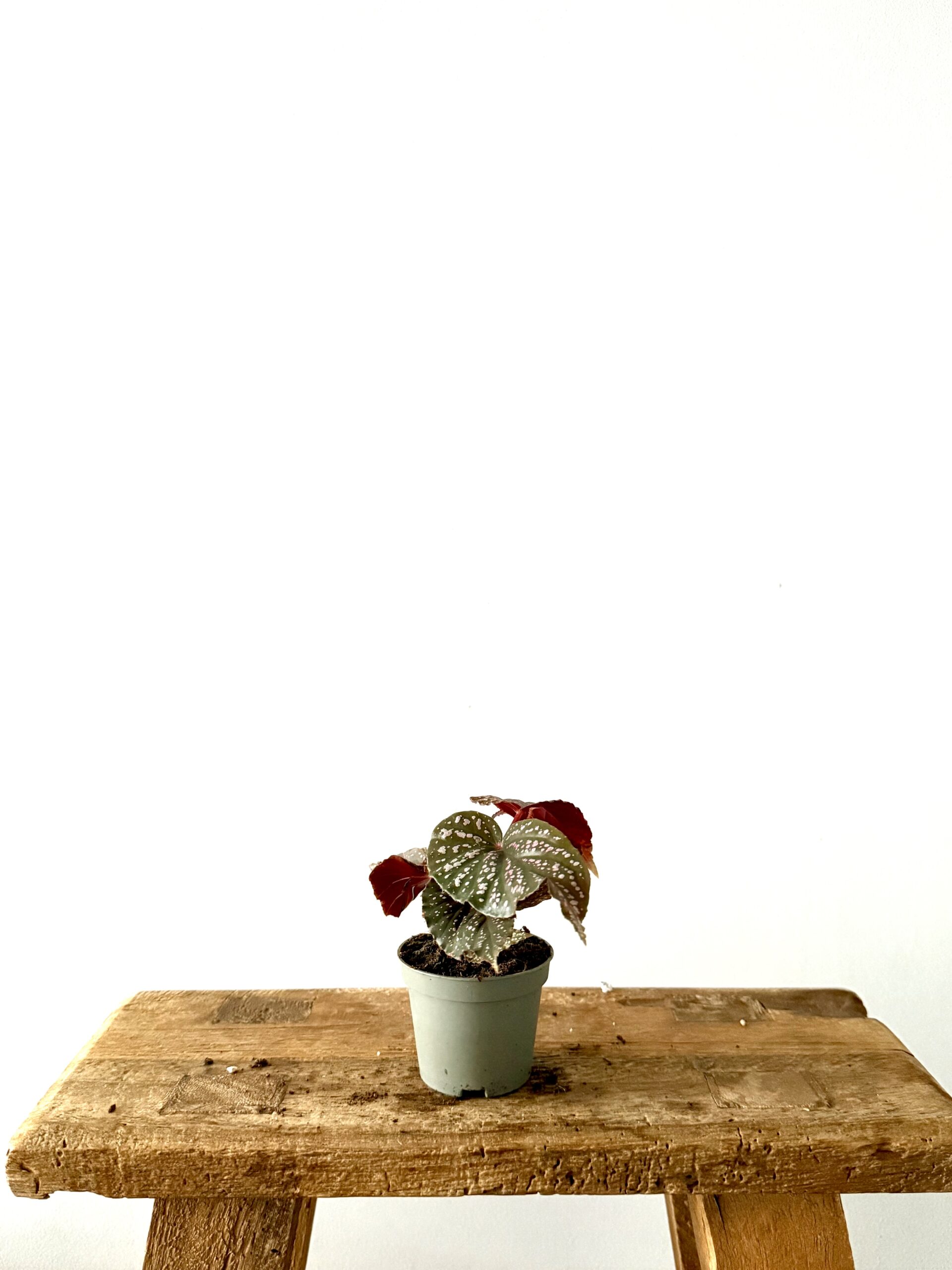 Begonia Pink Spot - Imagen 2