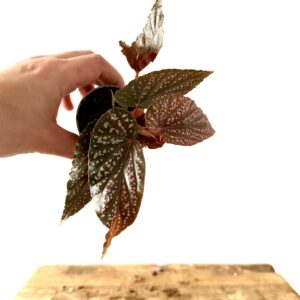 Begonia Pink Spot