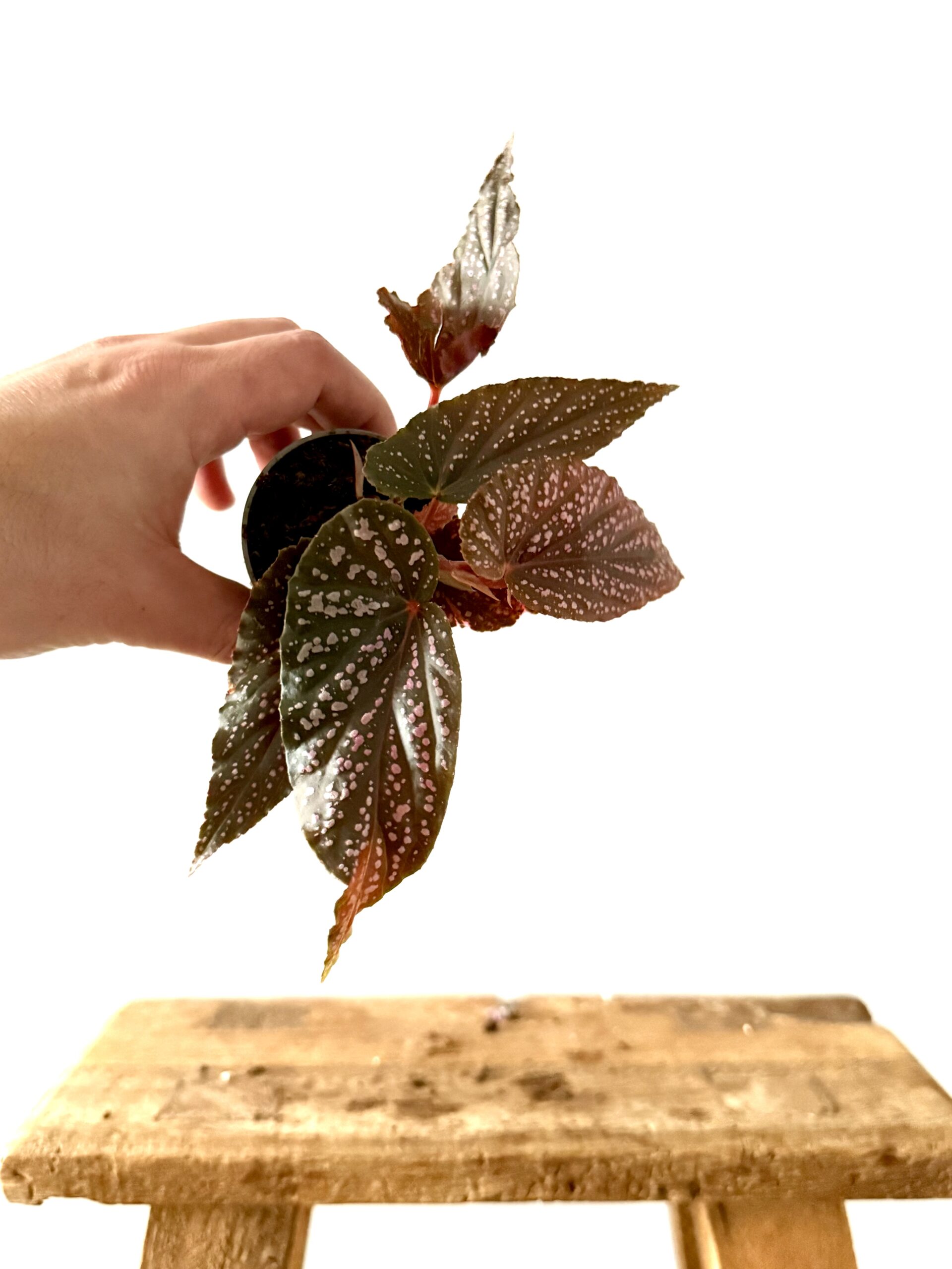 Begonia Pink Spot