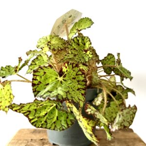 Begonia Lime Fever
