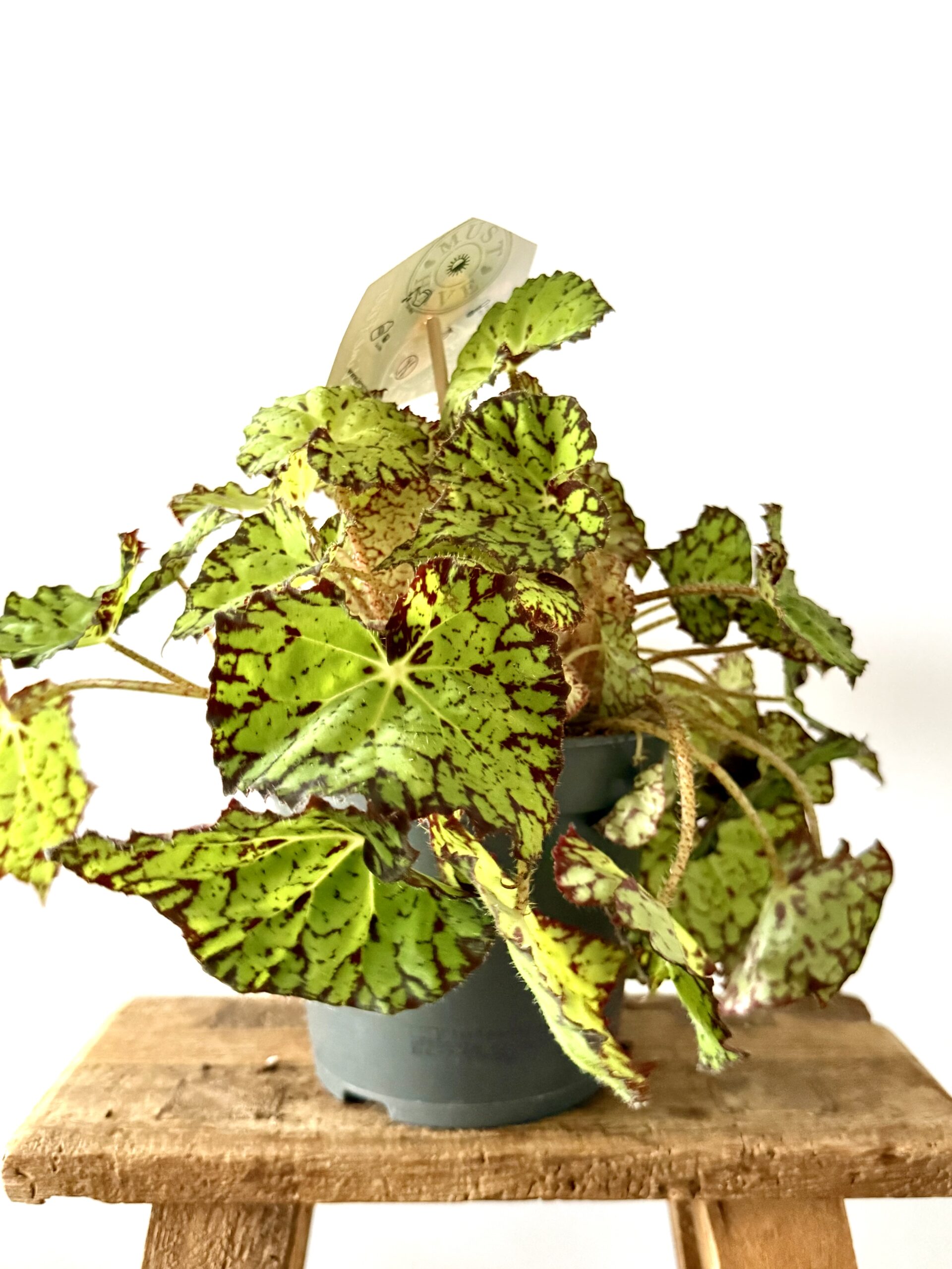 Begonia Lime Fever