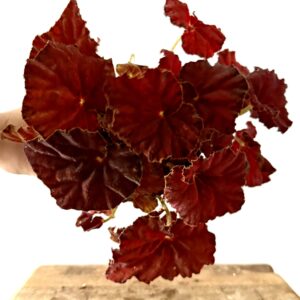 Begonia Amber Love