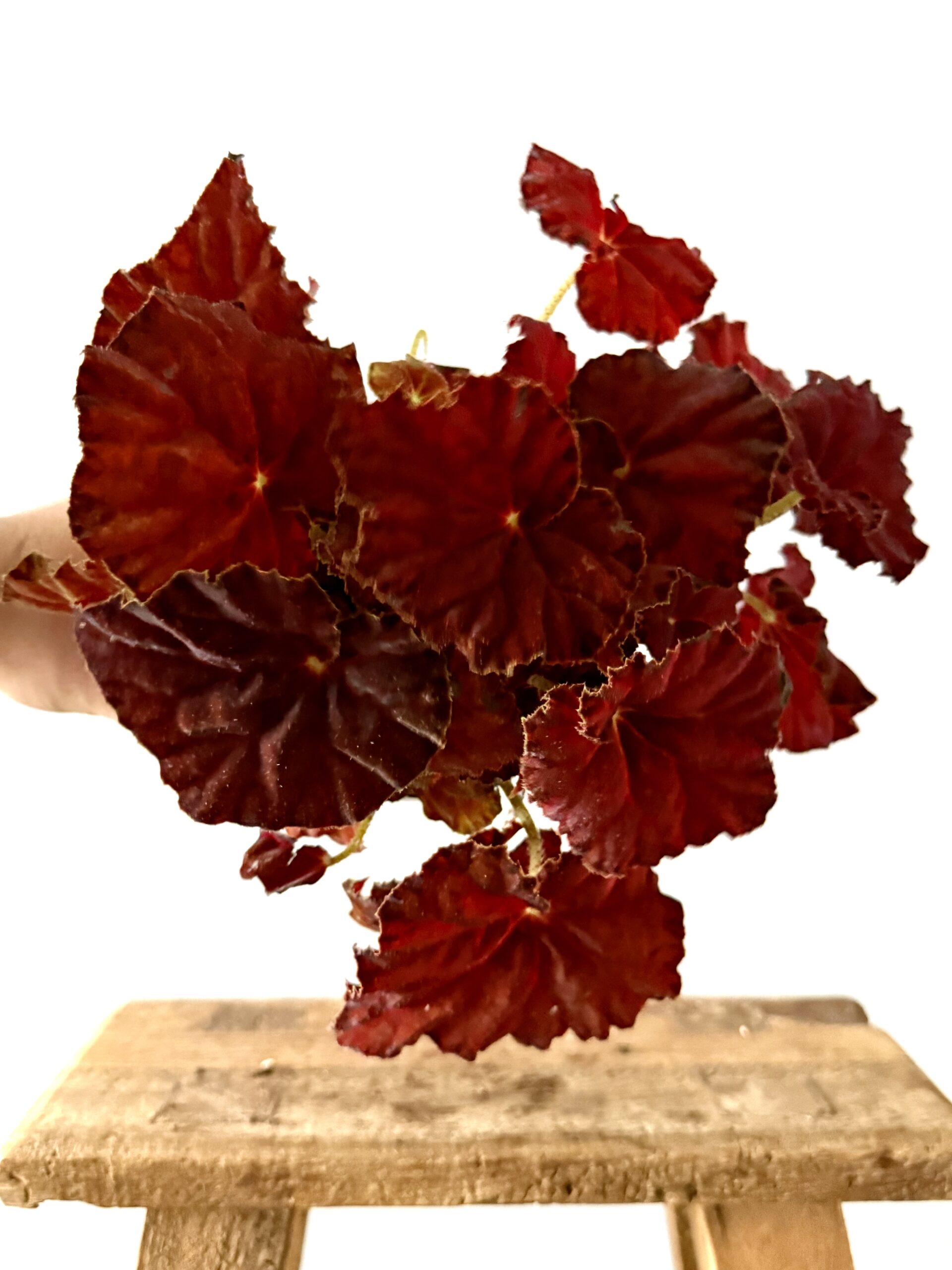 Begonia Amber Love