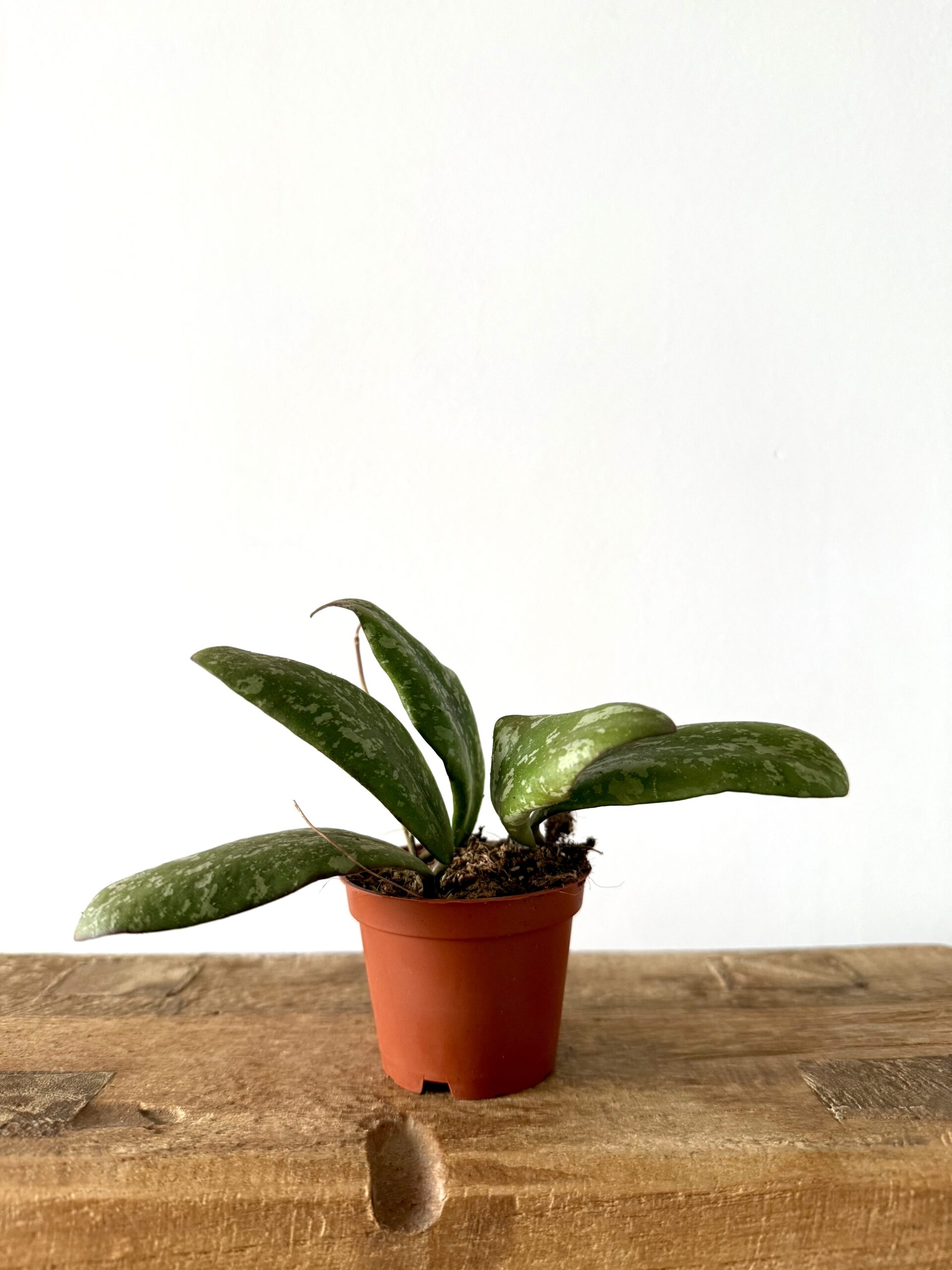 Hoya Sigillatis - Imagen 2
