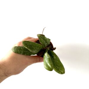 Hoya Sigillatis