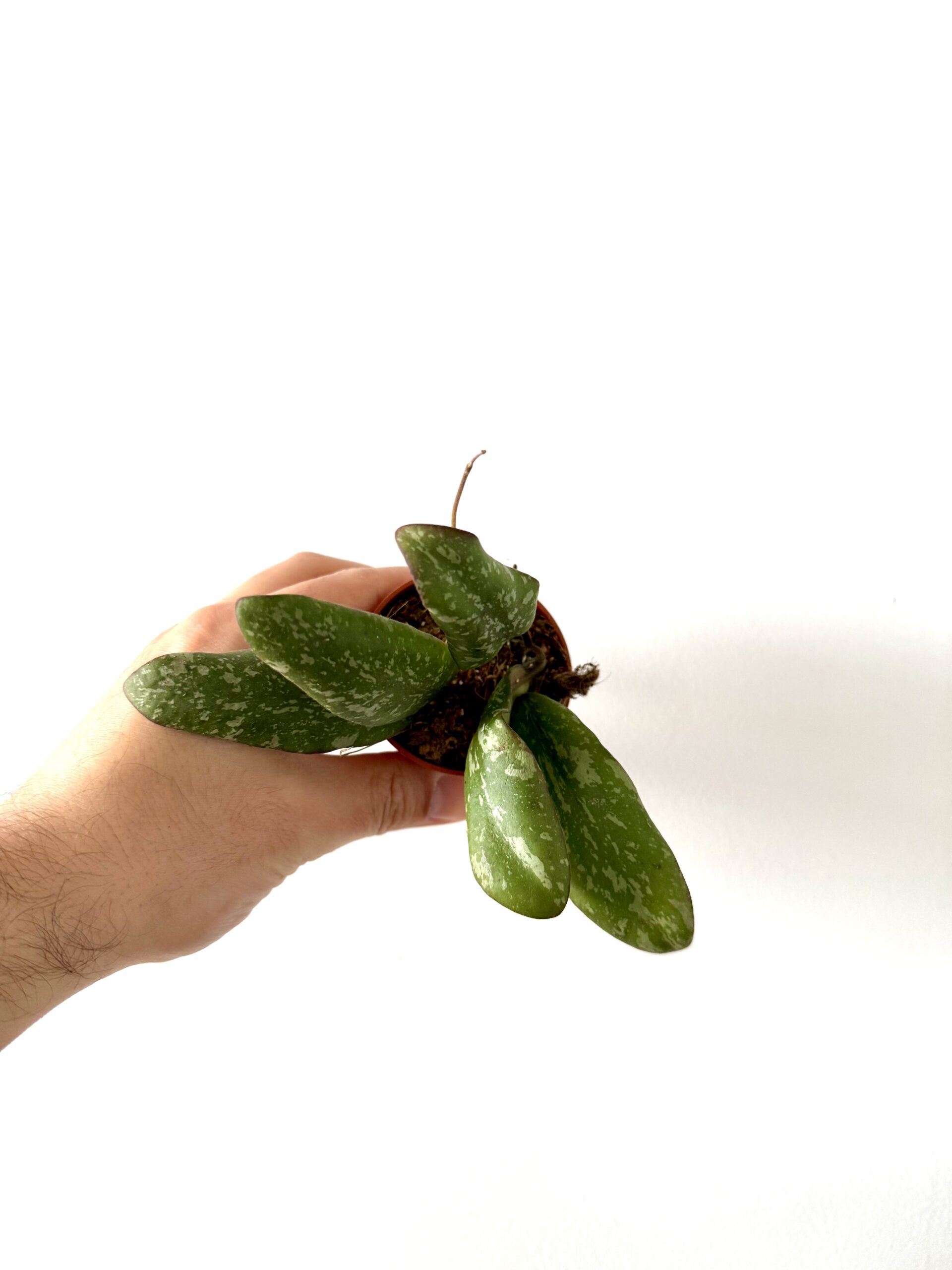 Hoya Sigillatis