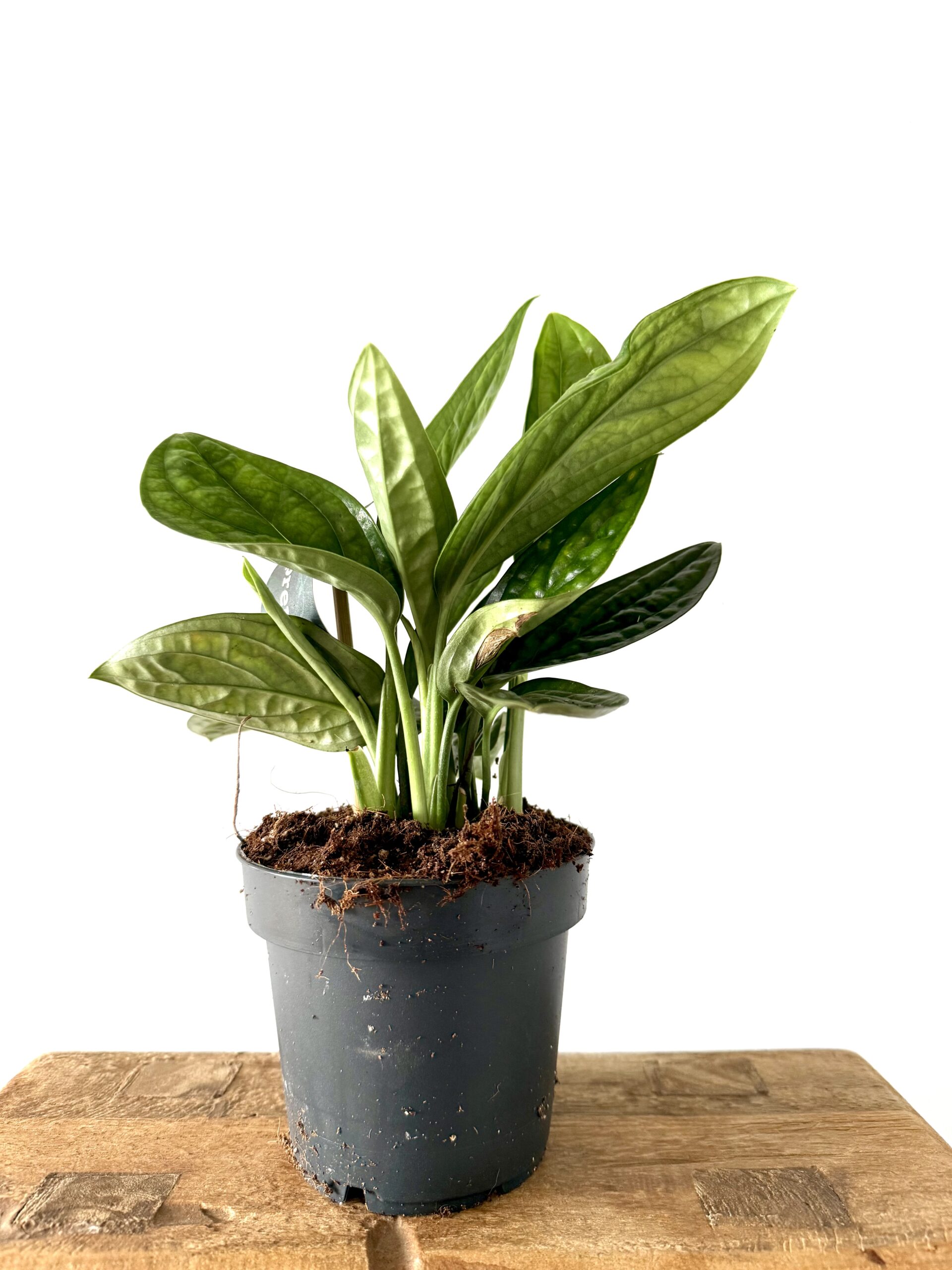 Monstera Perú - Imagen 2