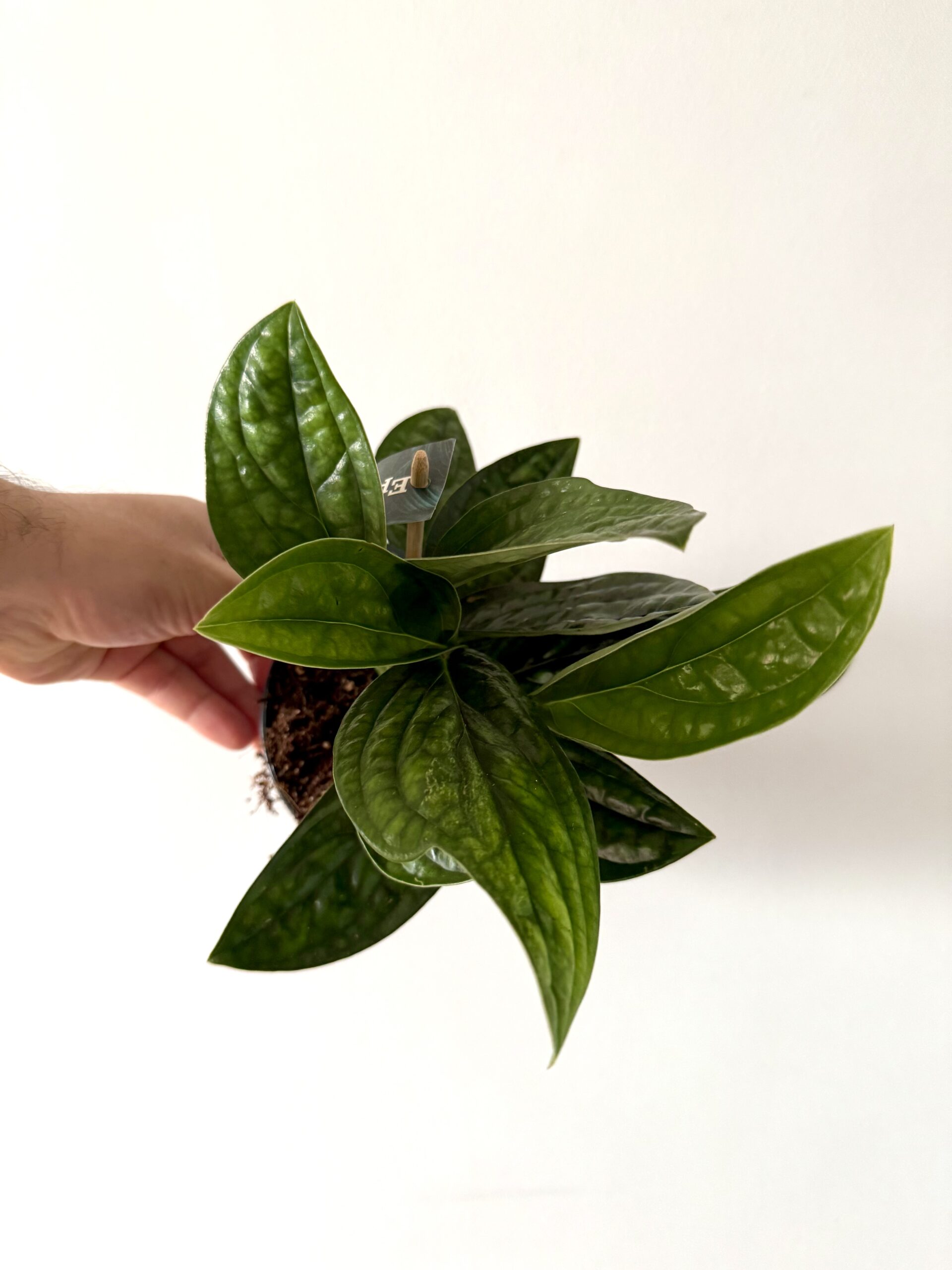 Monstera Perú