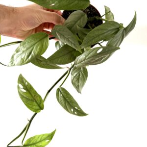Epipremnum Cebú Blue