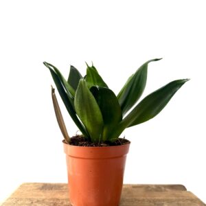 Sansevieria Hahnii