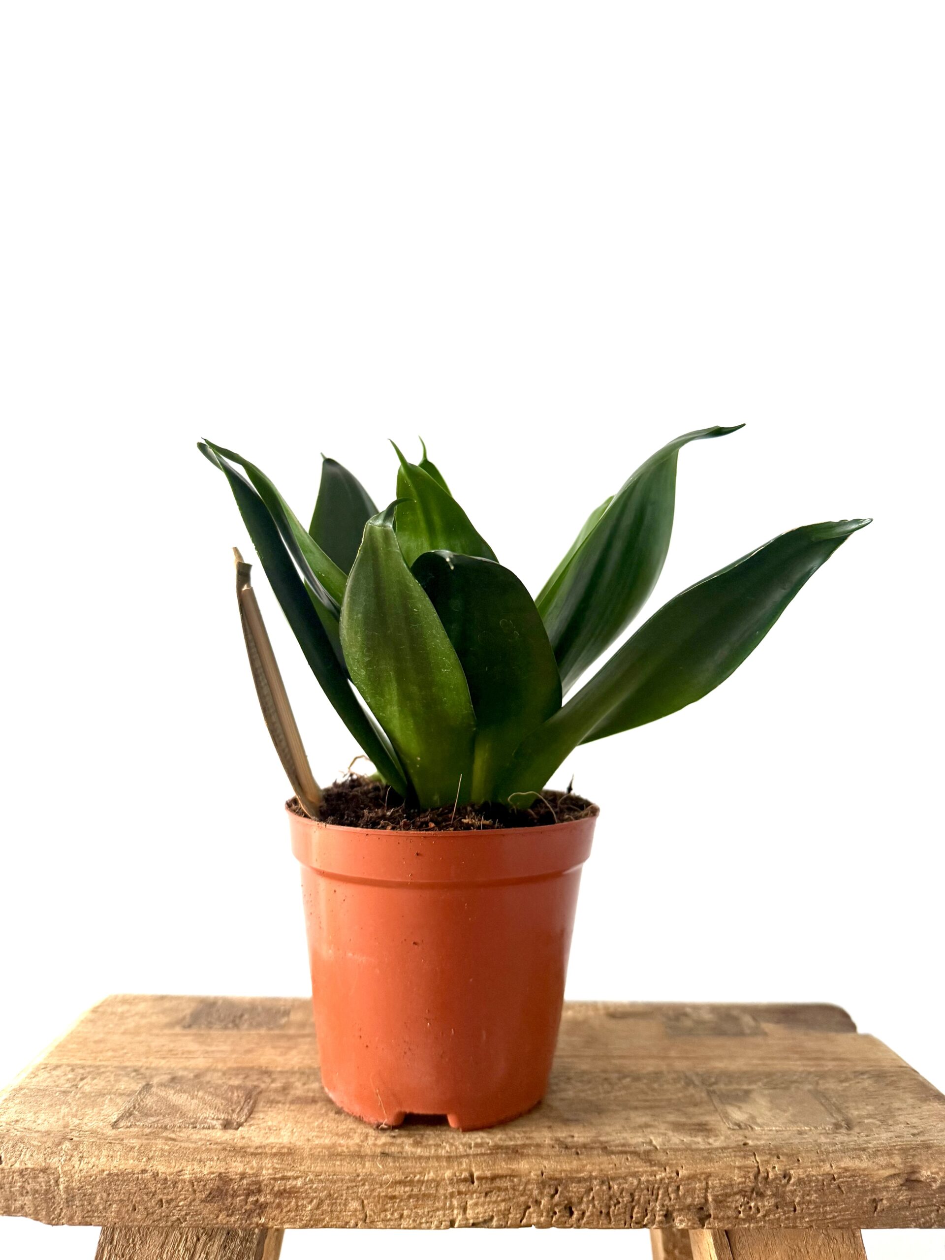 Sansevieria Hahnii