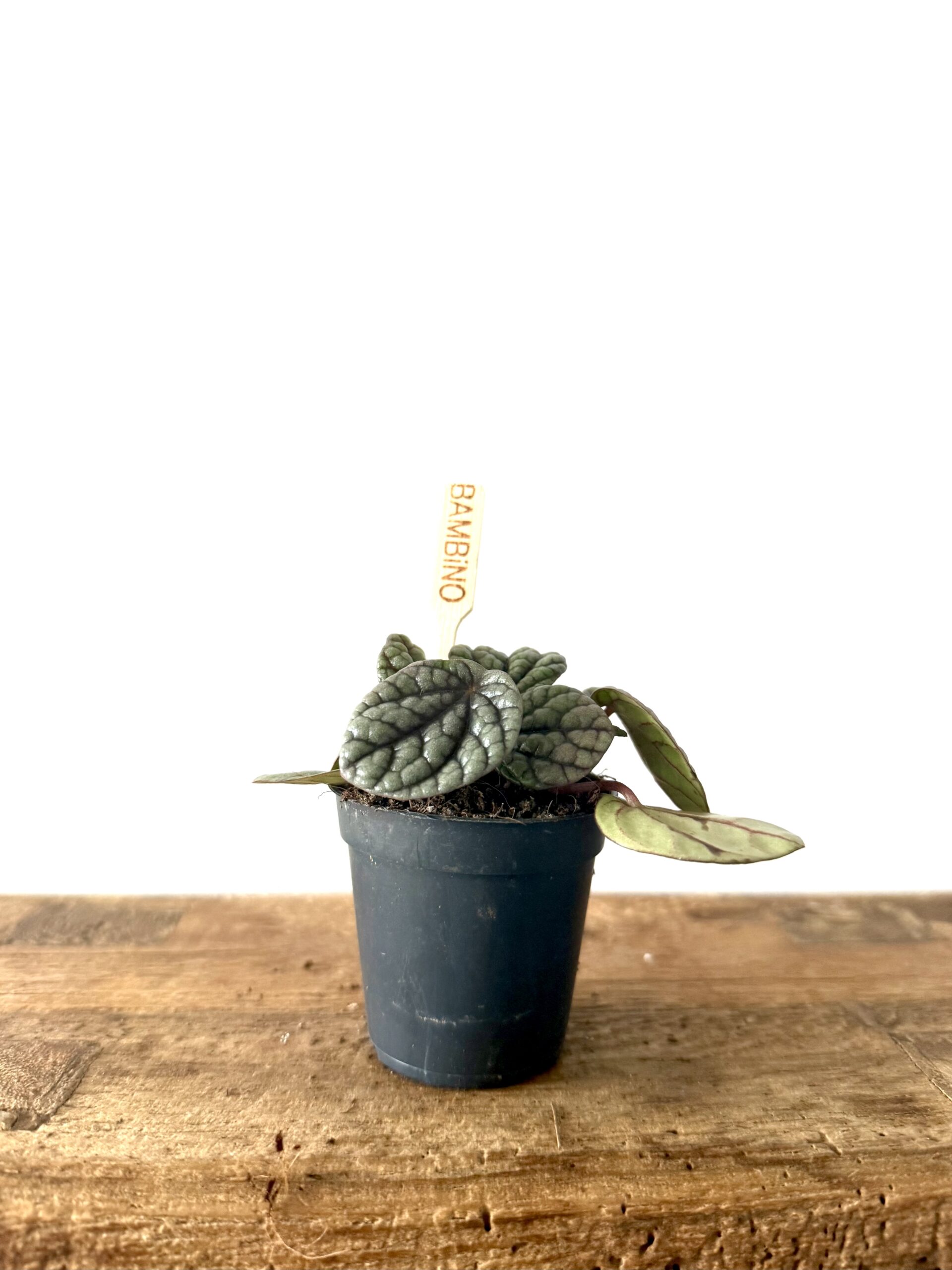 Peperomia Caperata - Imagen 2