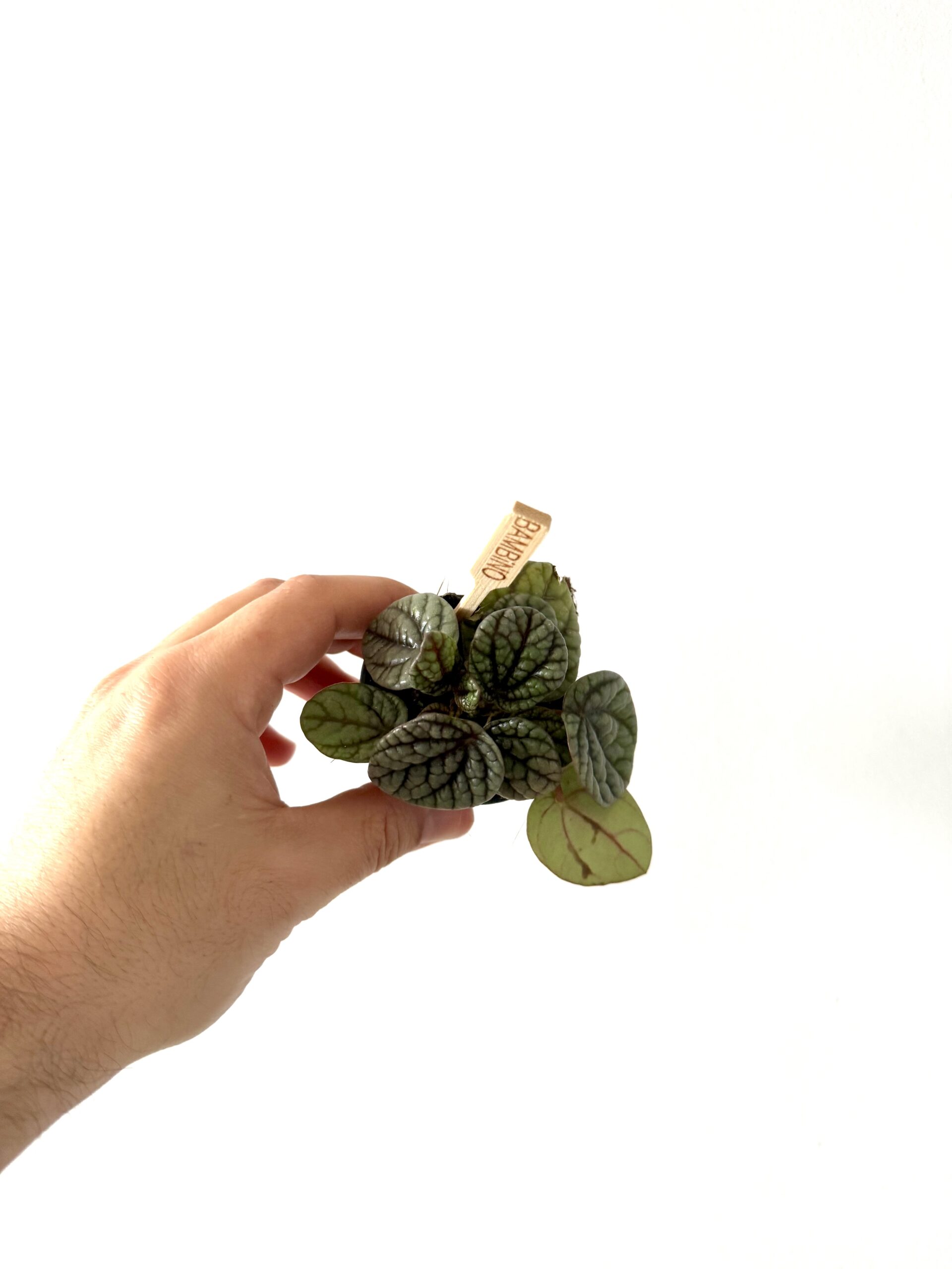 Peperomia Caperata