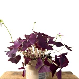 Oxalis Triangularis