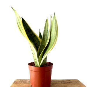 Sansevieria Snow White
