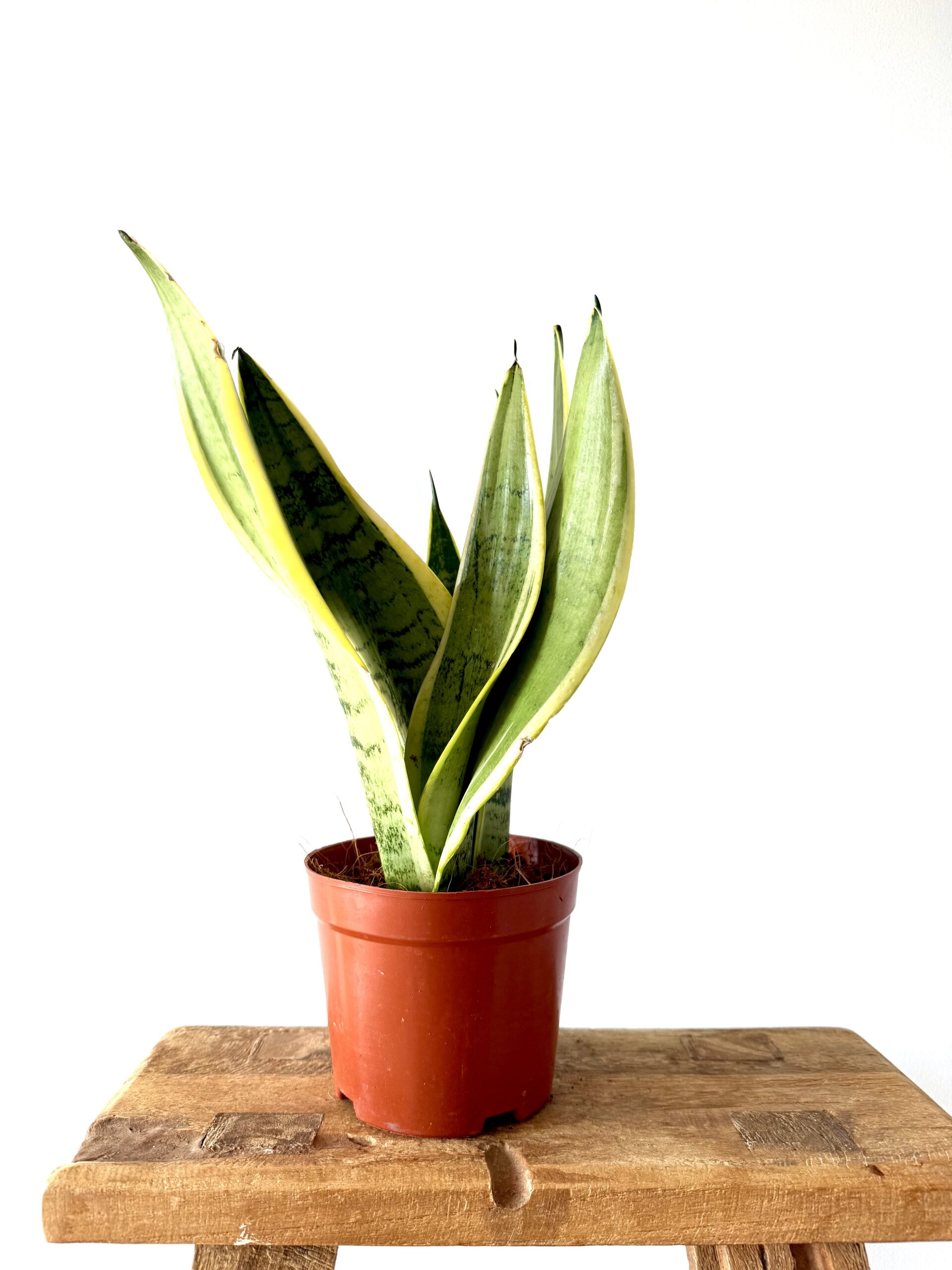 Sansevieria Snow White