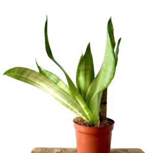 Sansevieria Moonlight