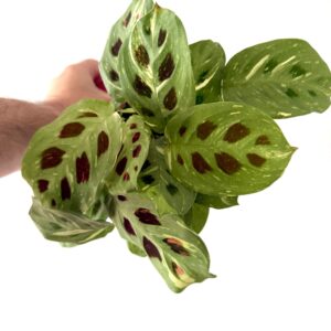 Maranta Fiesta