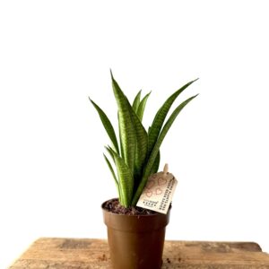 Sansevieria ‘Panthera’